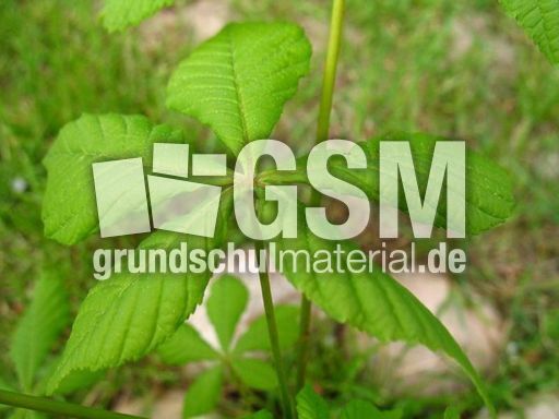 Kastanienbaum 002.JPG